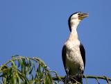 Little Pied Cormorant