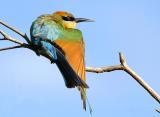 Rainbow Bee-Eater