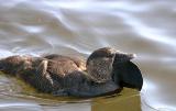 January 16. Musk Duck