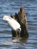 January 22. Corella drinking from lake.