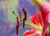 January 27. Oriental Lilium