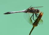 February 11.Orthetrum caledonicum (Blue Skimmer)