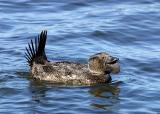 Musk Duck