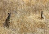 Kangaroos