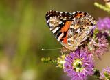 Underwings