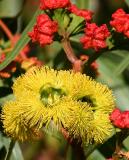 April 5.  Eucalyptus erythrocorys