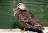 Pacific Black Duck