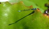 April 23. Austroagrion cyane