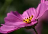 Cosmos 2