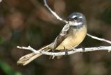 Grey Fantail