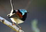 May  29. Fairy Wren