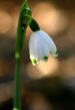 Leucojum