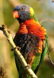 June 12. Rainbow Lorrikeet