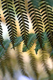 June 18. Tree ferns