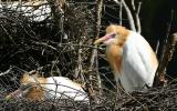 June 20. Cattle egrets