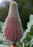 Banksia sp.