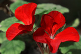 Geranium