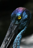 Black Necked Stork