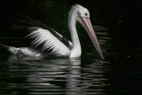 Australian Pelican