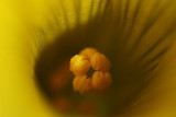 Oxalis flower