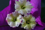 Bougainvillea flowers