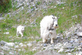 10 feet off the road, Hwy 93 Kootenay Park