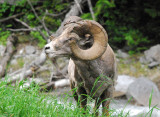 5 feet off the road, Hwy 93 Kootenay Park