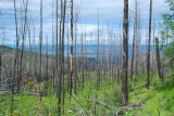 Burn area 2003 Myra Canyon fire