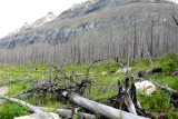 Marble Canyon Burn area