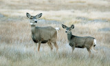 Deer at Sundown