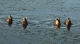 Feeding time at low tide