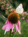Pink-edged Sulphur on a Cone Flower