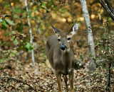 A Friend in the Woods