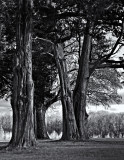 Cypresses