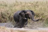 Hot tempered elephant