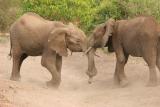 Fighting elephants, Manyara