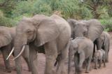 Convoy of jumbos, Manyara