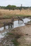 Zebras, Tarangire