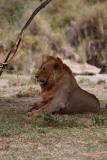 Lion, Serengeti