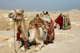 Ships of the desert, Saqqara