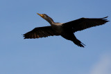 FLIGHT OF THE CORMORANT