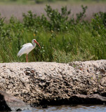 WHITE IBIS