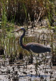 TRI-COLORED HERON