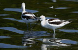 AMERICAN AVOCET