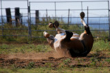 TAKING A ROLL IN THE HAY AND ENJOYING EVERY MINUTE OF IT!