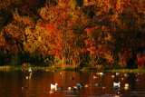 FALL AND FOWL