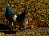 PEACOCKS