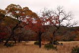 LOST MAPLES