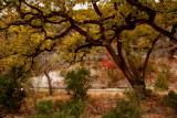 MORE COLOR IN THE PARK