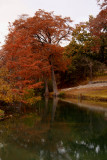MORE TREES AND WATER